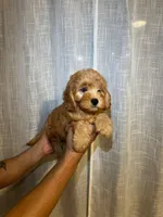 Cavapoo, a male Cavapoo for sale in Orlando, FL – 2 of 3
