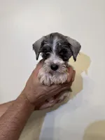 Miniature Schnauzer , a female Miniature Schnauzer for sale in Orlando, FL – 3 of 5