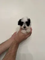 Maltipoo 5 , a male Maltipoo for sale in Orlando, FL – 3 of 6