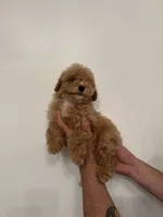 Cockapoo , a female Cockapoo for sale in Orlando, FL – 4 of 6