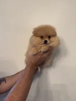 Pomeranian , a female Pomeranian for sale in Orlando, FL – 8 of 9
