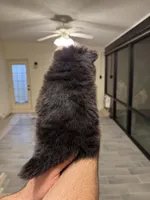 Pomeranian , a female Pomeranian for sale in Orlando, FL – Photo 7 of 7