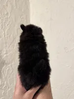 Pomeranian , a female Pomeranian for sale in Orlando, FL – Photo 3 of 7