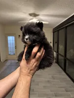 Pomeranian , a female Pomeranian for sale in Orlando, FL – Photo 5 of 7