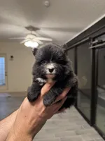 Pomeranian , a female Pomeranian for sale in Orlando, FL – Photo 2 of 7