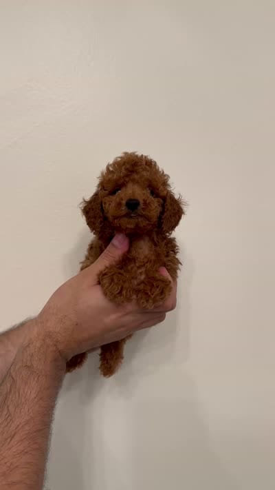 Red toy poodle 1, a female Poodle - Toy  for sale in Orlando, FL – 7 of 7