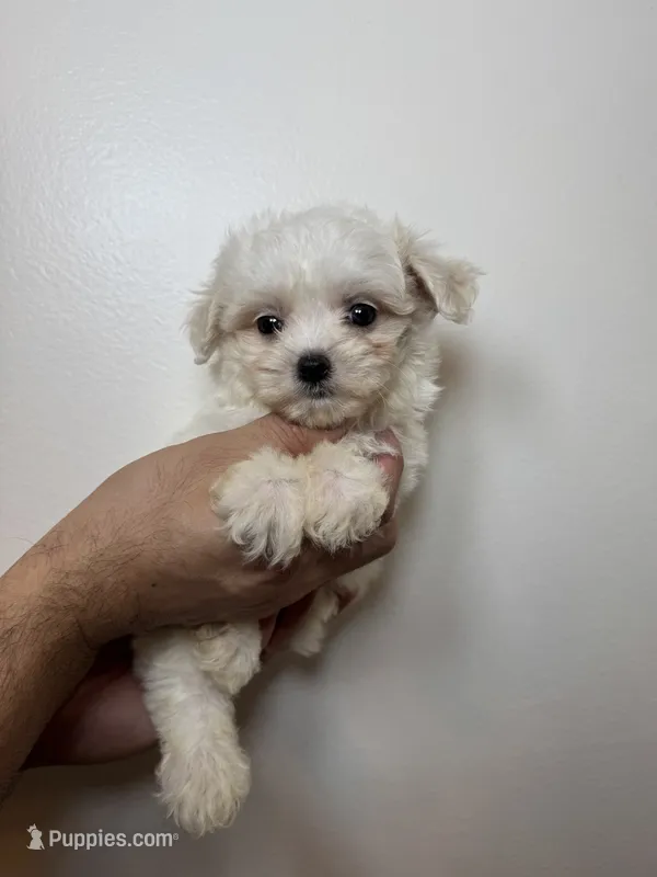 Maltese  – Maltese puppy for sale in Orlando, FL