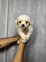 Maltese , a male Maltese for sale in Orlando, FL – 2 of 7