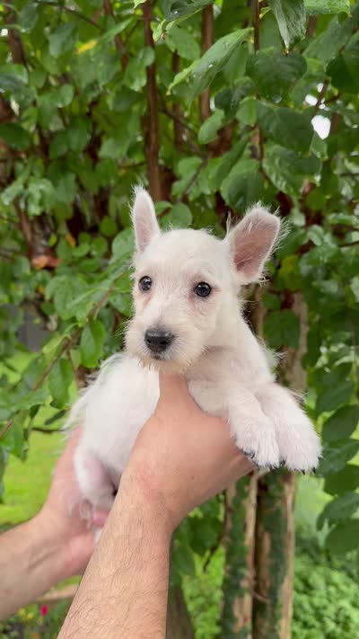 West Highland , a female West Highland White Terrier for sale in Orlando, FL – 5 of 5