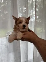 Yorkshire , a female Yorkshire Terrier for sale in Orlando, FL – 5 of 7