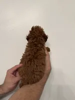 Red toy poodle 1, a female Poodle - Toy  for sale in Orlando, FL – 3 of 7