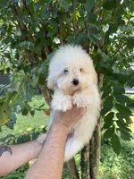 Poodle 1, a male Poodle - Toy  for sale in Orlando, FL – 3 of 8