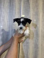 Miniature Schnauzer , a female Miniature Schnauzer for sale in Orlando, FL – 5 of 7