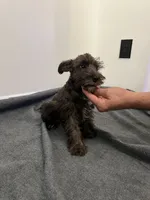 miniature Schnauzer , a male Miniature Schnauzer for sale in Orlando, FL – 5 of 5