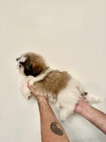 Shih-Tzu 2 , a male Shih Tzu for sale in Orlando, FL – 2 of 6
