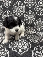 Toy Poodle, a female Poodle - Toy  for sale in Orlando, FL – 3 of 8