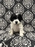 Toy Poodle, a female Poodle - Toy  for sale in Orlando, FL – 5 of 8