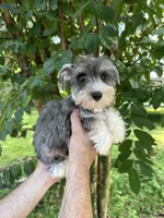 Schnauzer 2, a male Miniature Schnauzer for sale in Orlando, FL – 4 of 7