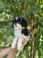 Japanese Chin, a female Japanese Chin for sale in Orlando, FL – 6 of 7