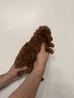 Red toy poodle 1, a female Poodle - Toy  for sale in Orlando, FL – 4 of 7