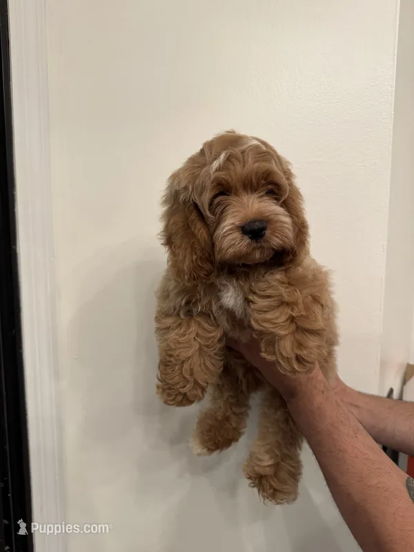 Cockapoo – Cockapoo puppy for sale in Orlando, FL