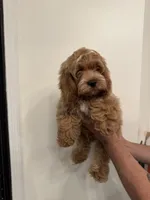 Cockapoo, a male Cockapoo for sale in Orlando, FL – 1 of 5