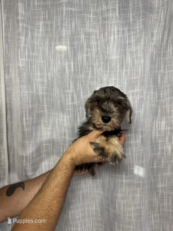 Miniature Schnauzer  – Miniature Schnauzer puppy for sale in Orlando, FL