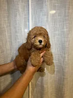 Cavapoo, a male Cavapoo for sale in Orlando, FL – 3 of 4