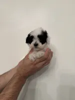 Maltipoo 5 , a male Maltipoo for sale in Orlando, FL – 5 of 6
