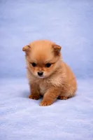 Pomeranian , a male Pomeranian for sale in Orlando, FL – Photo 1 of 4