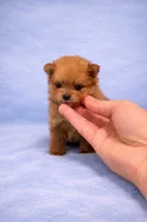 Pomeranian , a male Pomeranian for sale in Orlando, FL – Photo 4 of 4