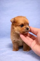 Pomeranian , a male Pomeranian for sale in Orlando, FL – Photo 3 of 4