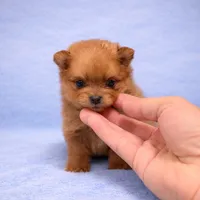 Pomeranian , a male Pomeranian for sale in Orlando, FL – Photo 2 of 4