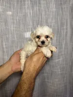 Maltese, a female Maltese for sale in Orlando, FL – 2 of 7