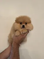 Pomeranian , a female Pomeranian for sale in Orlando, FL – 2 of 9