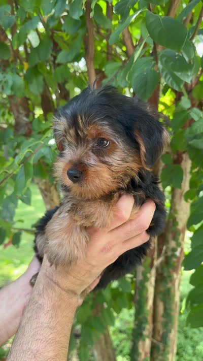 Yorkshire 2, a male Yorkshire Terrier for sale in Orlando, FL – 8 of 8