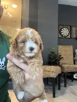 Maltipoo , a female Maltipoo for sale in Orlando, FL – 10 of 10