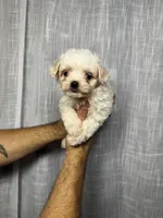 Maltese , a male Maltese for sale in Orlando, FL – 6 of 7