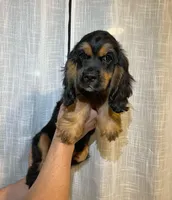 Cocker Spaniel , a female Cocker Spaniel for sale in Orlando, FL – 3 of 4