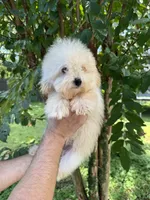 Poodle 1, a male Poodle - Toy  for sale in Orlando, FL – 7 of 8