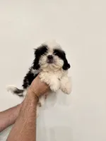 Shih Tzu , a male Shih Tzu for sale in Orlando, FL – 4 of 6