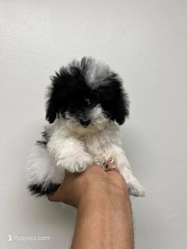 Toy Poodle  – Poodle - Toy  puppy for sale in Orlando, FL