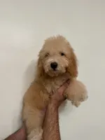 Poodle 1, a male Poodle - Miniature  for sale in Orlando, FL – 5 of 8