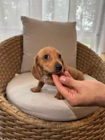 Miniature Dachshund , a male Miniature Dachshund for sale in Orlando, FL – 2 of 6