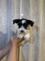 Miniature Schnauzer , a female Miniature Schnauzer for sale in Orlando, FL – 2 of 7
