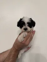 Maltipoo 2, a female Maltipoo for sale in Orlando, FL – 2 of 6