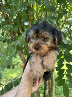 Yorkshire 2, a male Yorkshire Terrier for sale in Orlando, FL – 7 of 8