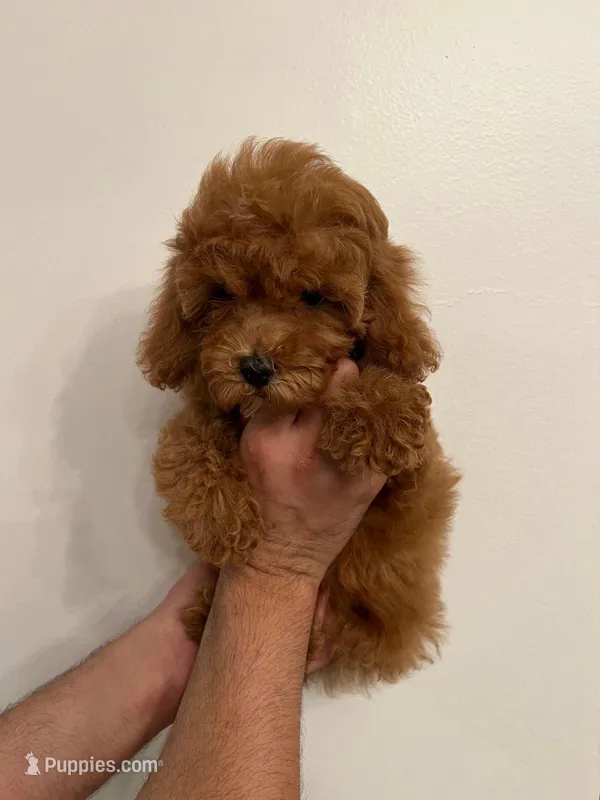 Cockapoo  – Cockapoo puppy for sale in Orlando, FL