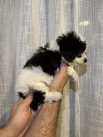 Toy Poodle , a male Poodle - Toy  for sale in Orlando, FL – 7 of 7