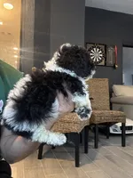 Taco , a male Poodle - Toy  for sale in Orlando, FL – 7 of 10